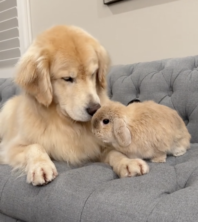 You Won't Believe This Golden Retriever's Best Friend—It's a Bunny!